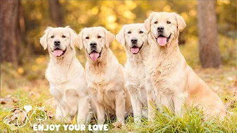 Relaxing Music for Dogs When Home Alone🐶🏠 Calming Anti Anxiety Music for Dogs🐶 Stress Relief Sounds🎵