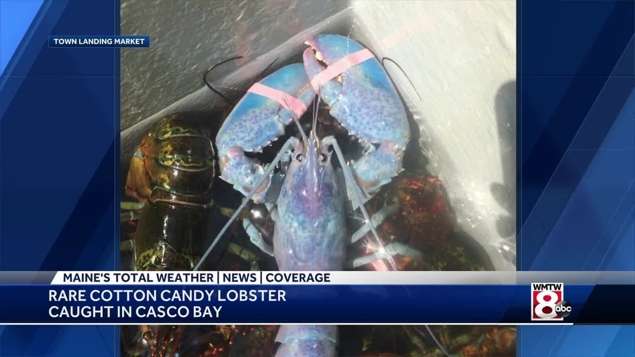 Ultra-rare cotton candy lobster caught in Maine: '1 in 100 million' odds