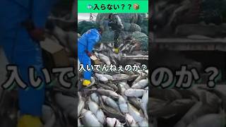 マダラフィーバー✨　魚 漁師 fisherman 釣り マグロ
