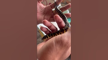 Cậu bé nuôi rắn cạp nia Bị rắn cắn Chế.t 🐍🥹