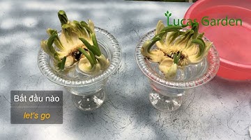 Cách thay nước cho hoa thủy tiên đúng cách, bước quan trọng để có bát hoa thủy tiên đẹp