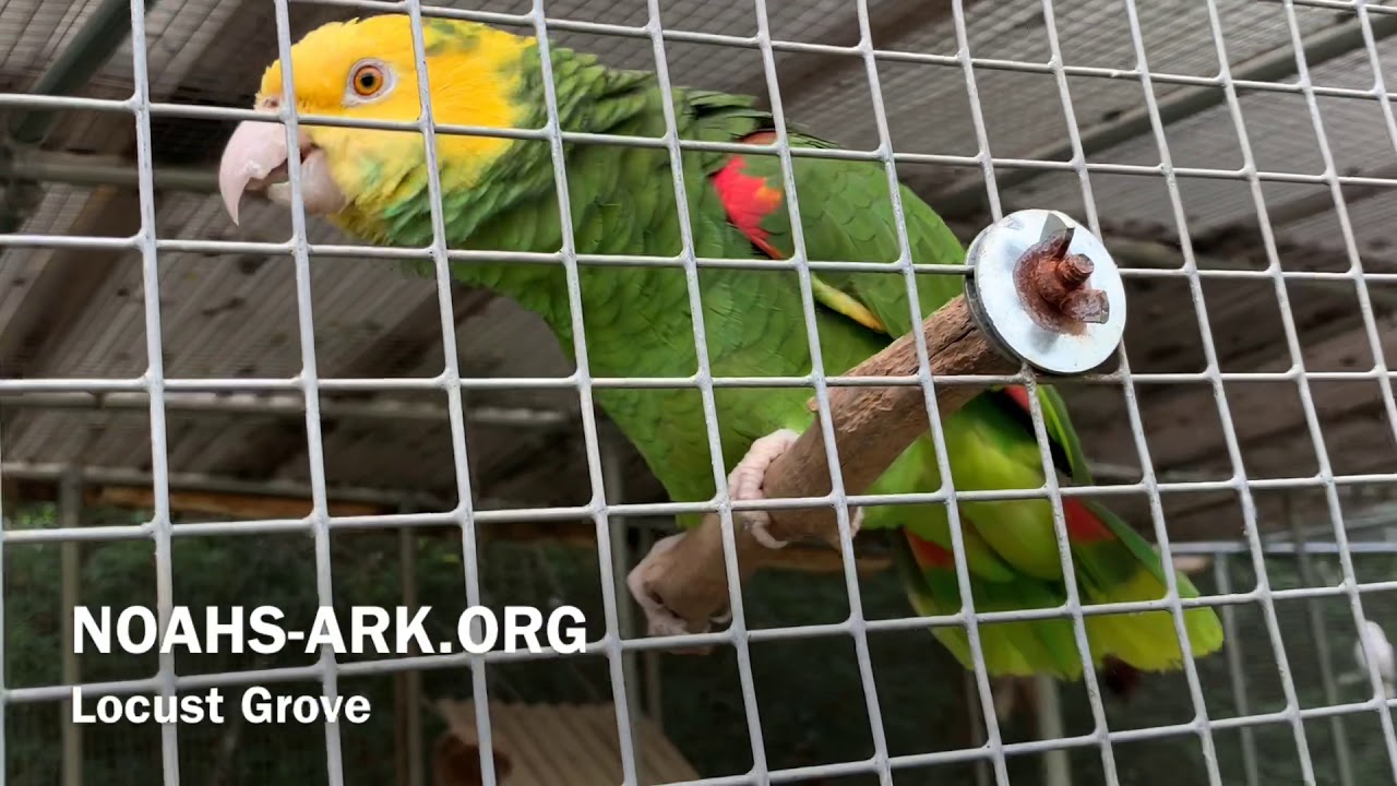 rescue me cast Parrots want attention also - Noah’s Ark Animal Sanctuary
