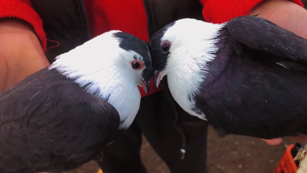 سوق الطيور اليوم جوز شخاشره سود بسعر 💵!!