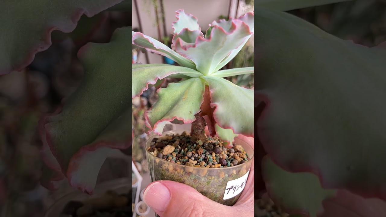 The pink edges are returning on the Princess Pearl | Meikan