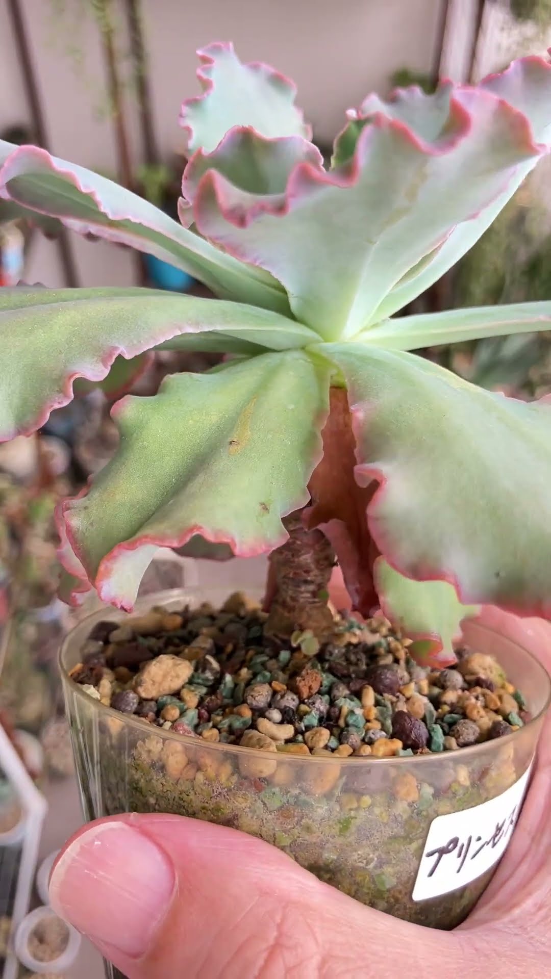The pink edges are returning on the Princess Pearl | Meikan