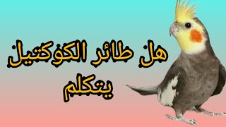 هل طائر الكوكتيل يتكلم 🐦🦜🎤- أهم المعلومات حول تعليم الكوكتيل الكلام والحديث