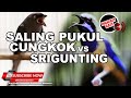 #1🔴Kompilasi Tembakan Ampuh Cucak Cungkok Gacor vs Srigunting Abu Abu Gacor ❗️