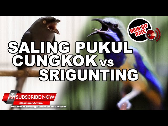 #1🔴Kompilasi Tembakan Ampuh Cucak Cungkok Gacor vs Srigunting Abu Abu Gacor ❗️ class=