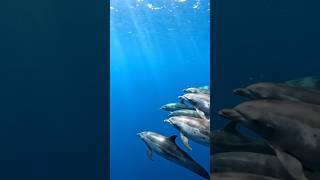 #wildlife #ocean #oceanlife #animaldocumentary