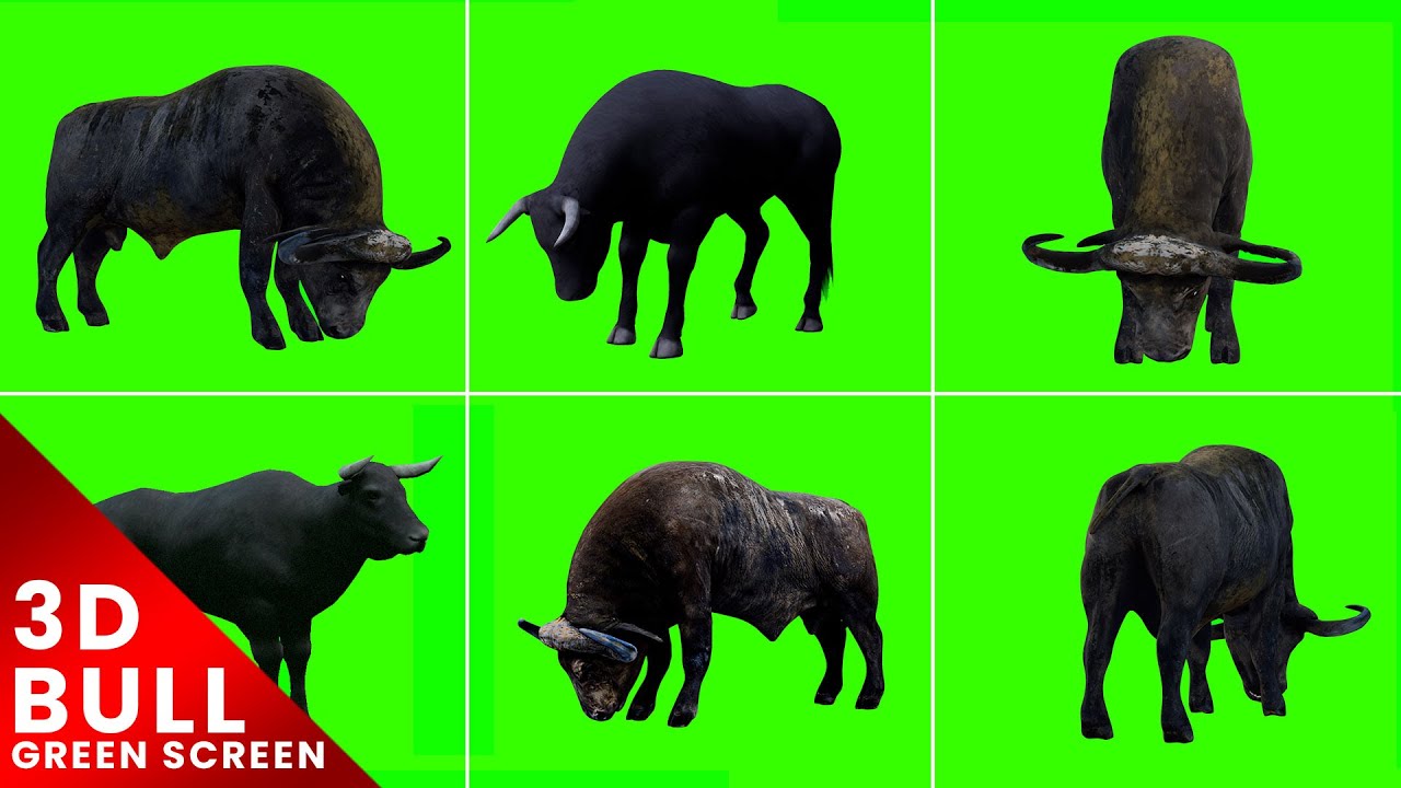 3D Bull Eating Green Screen For Editing For Free