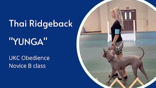 Thai Ridgeback Dog Yunga | UKC Obedience | Novice B Class