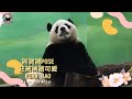 20240316圓寶隨意擺POSE，被遊客們大讚可愛，悠哉慢吞吞享用芭樂 The Giant Panda Yuan Bao