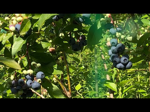 Heidelbeeren ernten und vor Vogelfraß schützen