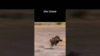 The Chase"Smolder- EwanRill"remixbyGlixMix #funnymemes #electronicmusic