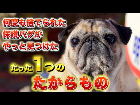 【壮絶な過去】を乗り越えたパグの宝物とは…?/穏やかなパグがキレる時/田舎暮らしの日常PUG VLOG