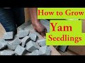 How to Grow Yams in Bags. How to Grow Yam Seedlings