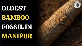 Indian Scientists Discover 37,000-Year-Old Bamboo Fossil With Mysterious Marks | WION Podcast