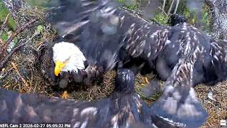 NEFL Eagles ~ Eve & Kai Have Fun Winging & Dancing In The Rain! Gabby Not So Much! 😂 2.27.26
