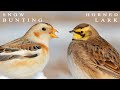 Snow Bunting and Horned Lark. Flock of birds in winter | Wildlife World