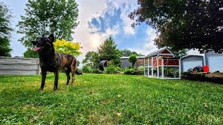 Real Life Homesteading With 104+ Animals On 4 Acres // Whitt Acres