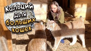 ТВОРОЖОК ДЛЯ КИСОК ТВОРОЖОК ДЛЯ КИСОК
