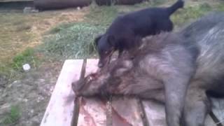 German Hunting Terrier Fail