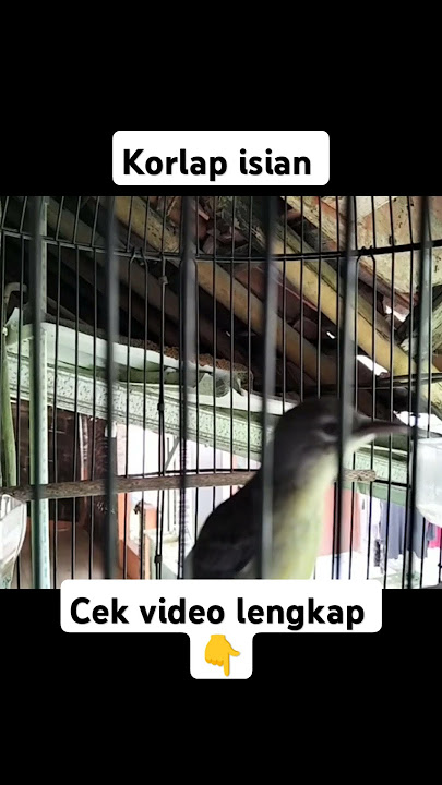 Korlap isian gacor #kolibri #terapiburung