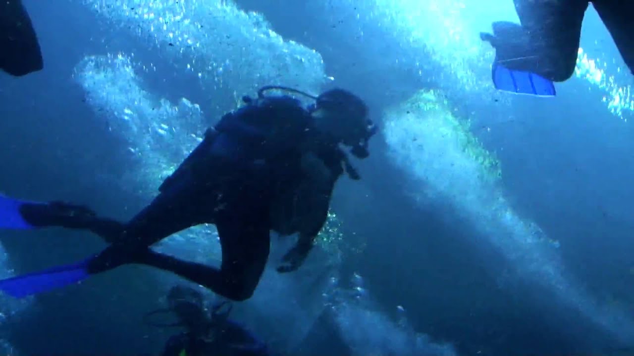 Atlanta Aquarium Dive YouTube