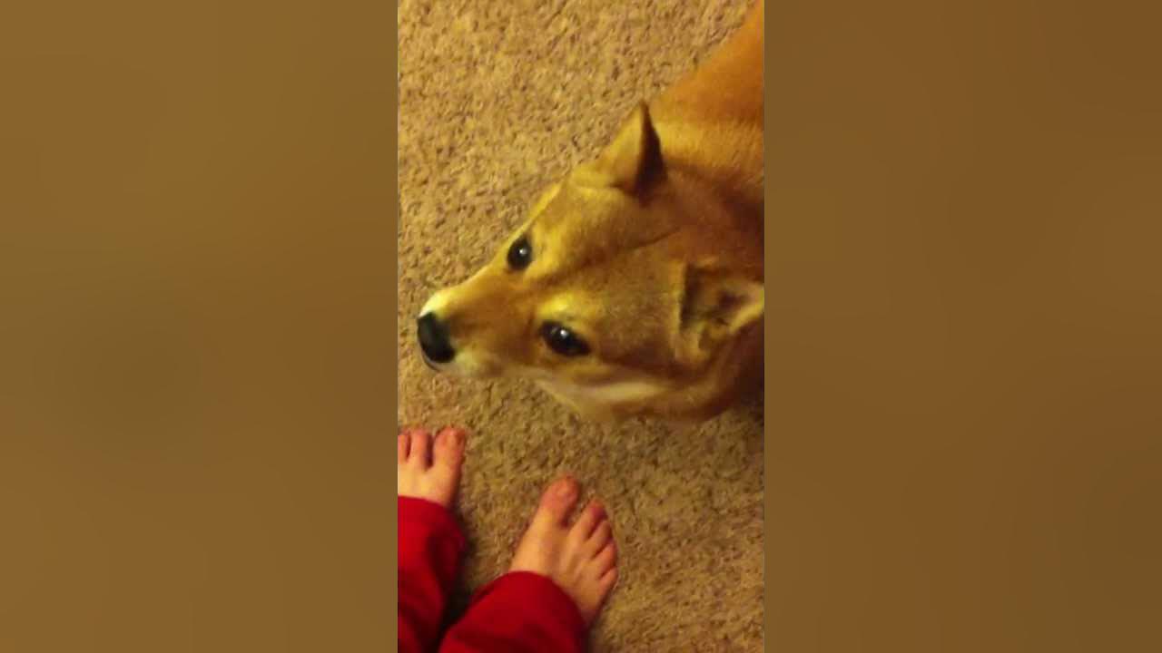 My Chomping Dog YouTube