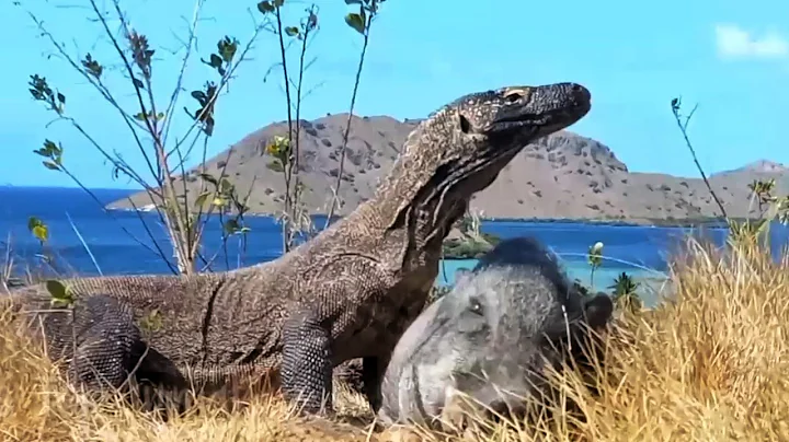 KOMODO DRAGON eats wild BOAR  | beautiful nature scenery 1080p hd