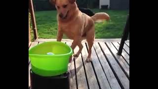 Dog throws ball to himself tiktok by idegrangatazos