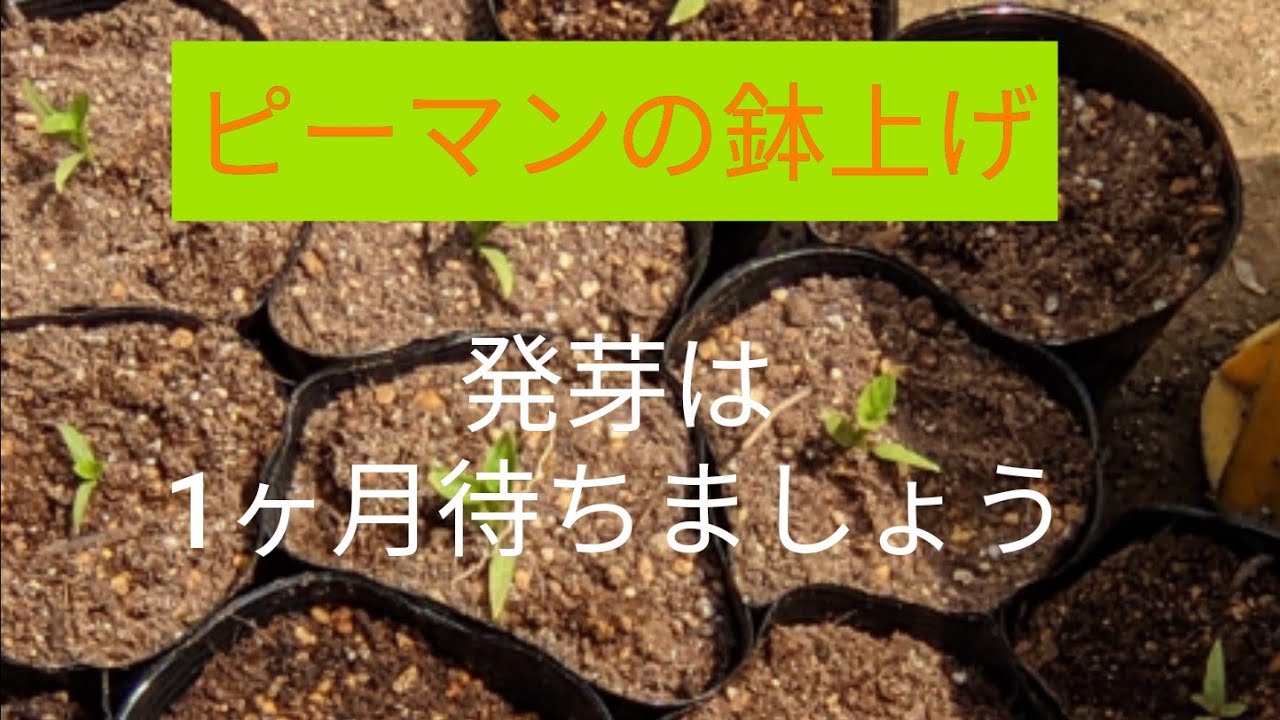 ピーマンの栽培 鉢上げ 誰にでもピーマン 種から育てられます Youtube
