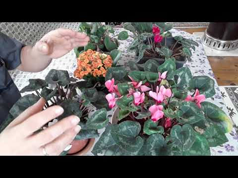 Video: Siklameni bölmək olarmı - Siklamen bitkilərini bölmək üçün məsləhətlər