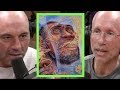 Joe Rogan - William Von Hippel on Stoned Ape Theory