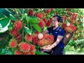 Pick rambutan in the forest build a barn to raise more livestock on the farm