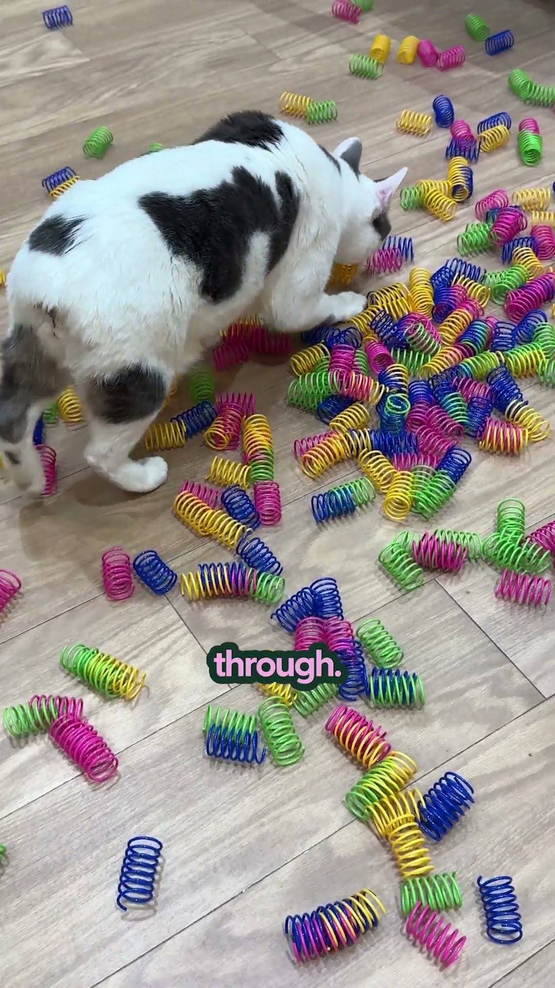 Shelter Cats Gifted Over 500 Toy Springs | The Pack
