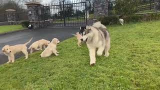 Husky Tries To Adopt Golden Retriever Puppies! Who Will They Choose!!