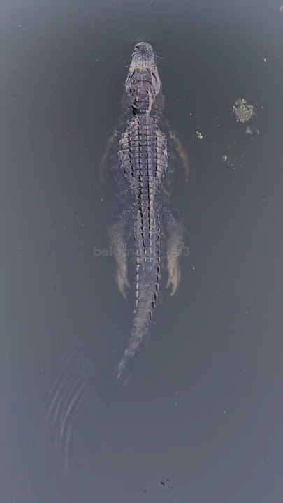 Mata buaya yang unik!
