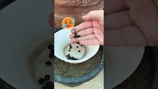 Atri Garmi ma bhendi germinate the wai 😲🌱| Saba Jo Bagh #shorts #okra #germinate #summer #seeds