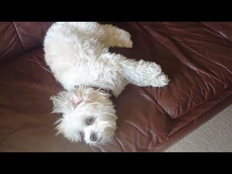 Video: Kaip padaryti verpimo butelį Puzzle Feeder šunims