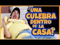 Daniel El Travieso - Papi Casi Se Muere!