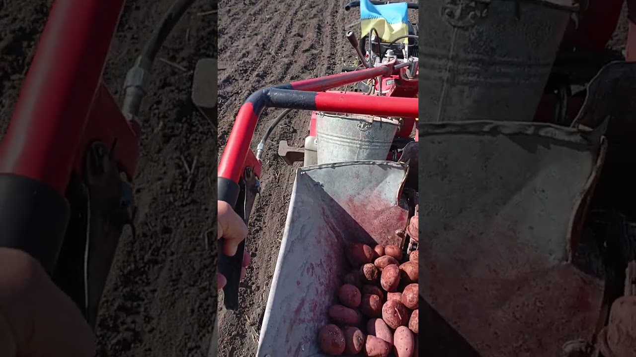 Саджаю картоплю 2025 р.