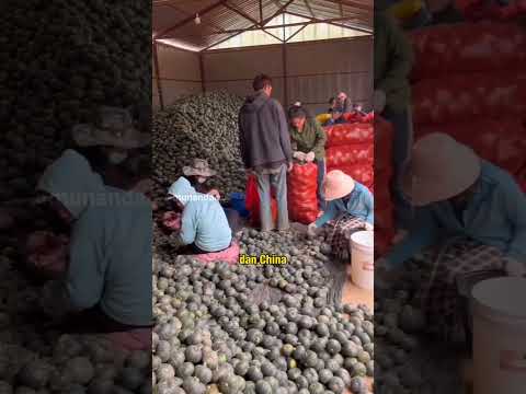 Video: Keluarga Tumbuhan Sayuran - Menggunakan Nama Keluarga Sayuran Untuk Tanaman Bergilir
