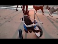 Very first time Django crazy to run on the beach on his new Mintbowl dog Wheelchair India 9979035679