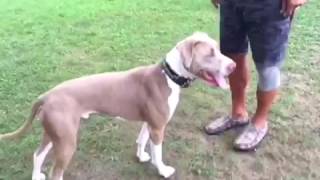 Camp A Way RV park Lincoln Ne "got dogs?"