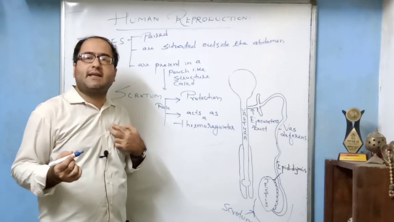 STD 12 Chapter 2 Reproduction In Lower And Higher Animals YouTube