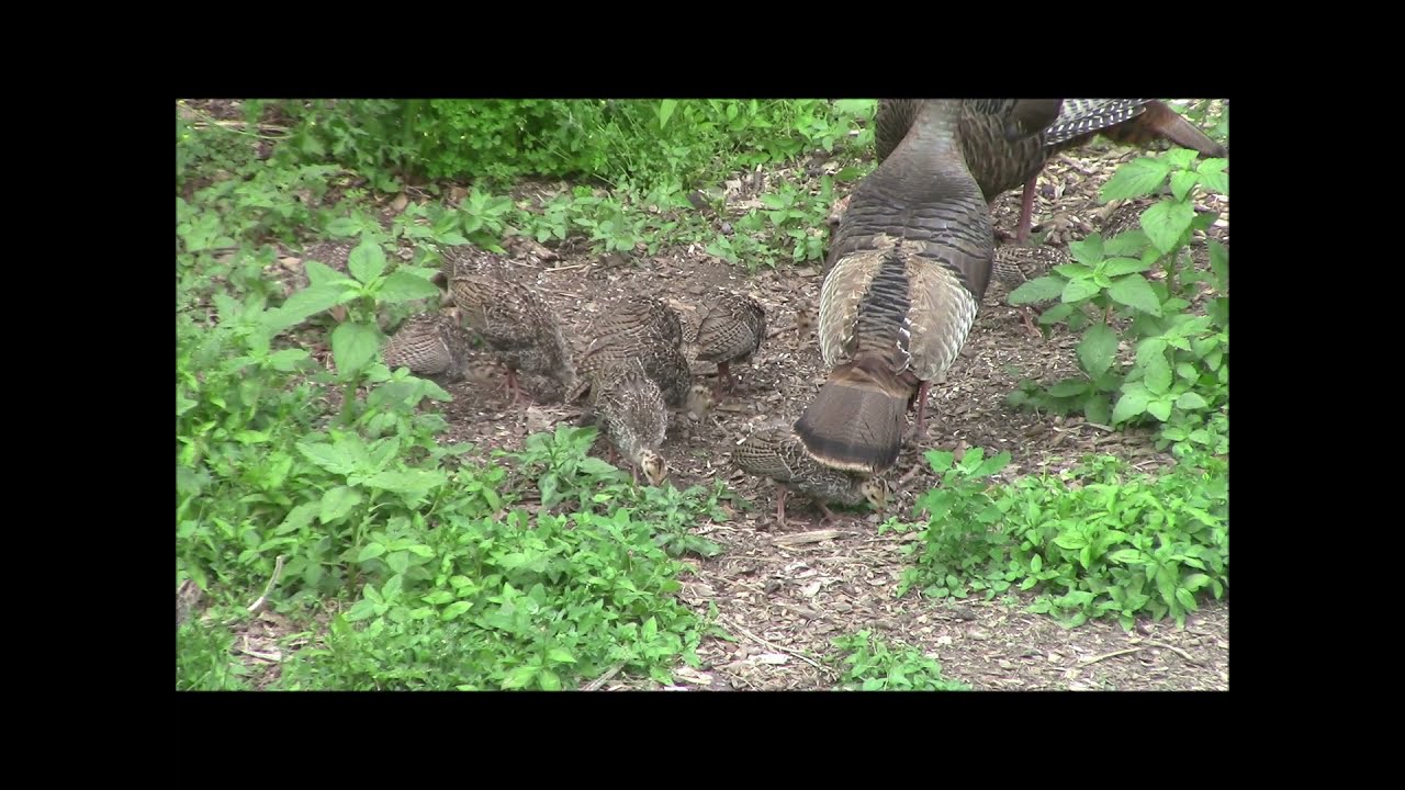 Two turkey hens and their 15 poults eating in my garden YouTube