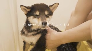 豆柴と過ごすおうち時間【Stay Home｜自粛ルーティン】