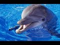 ДЕЛЬФИНЫ. Дельфины на охоте поедают сардин.DOLPHINS!