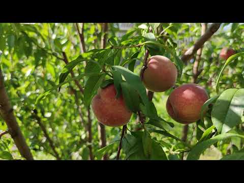 Четыре условия, при которых можно вырастить персик